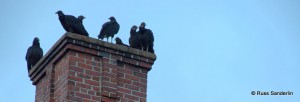 Group of Vultures