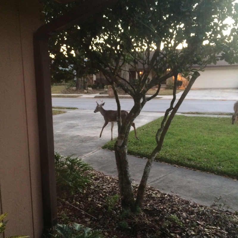 Deer outside my front window. 